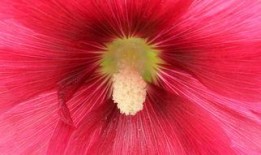 花蕊 在线观看,在线观看，探寻古典美学的韵味之旅