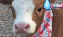 抖音娱乐吃瓜号,揭秘娱乐圈那些不为人知的幕后故事